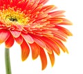 Orange gerbera