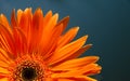 Orange Gerbera