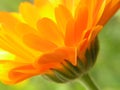 Orange gerbera Royalty Free Stock Photo