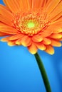 Orange Gerbera Royalty Free Stock Photo