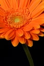 Orange Gerbera Royalty Free Stock Photo
