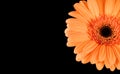 Orange Gerbera Black Background Royalty Free Stock Photo