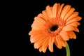 Orange Gerbera Black Background