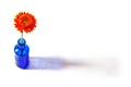 Orange gerbera in blue vase on white background Royalty Free Stock Photo