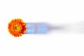 Orange gerbera in blue vase on white background Royalty Free Stock Photo