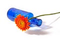 Orange gerbera with blue vase on white background Royalty Free Stock Photo