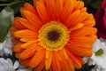 Orange gerbera closeup on flower petals with water drops. Royalty Free Stock Photo