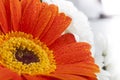 Orange gerbera closeup on flower petals with water drops. Royalty Free Stock Photo