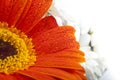 Orange gerbera closeup on flower petals with water drops. Royalty Free Stock Photo