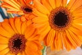 The orange gerbera daisies close up Royalty Free Stock Photo