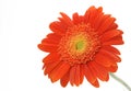 Orange gerbera daisy Royalty Free Stock Photo