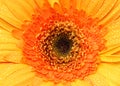 Orange Gerbera Daisy Royalty Free Stock Photo