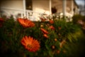 Orange Gerbera Daisy Royalty Free Stock Photo