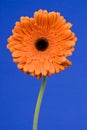 Orange Gerbera Daisy Royalty Free Stock Photo
