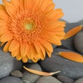 Orange gerbera daisy Royalty Free Stock Photo