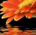 Orange gerbera daisy on the black background Royalty Free Stock Photo