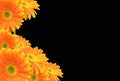 Orange Gerbera Daisy on Black Background Royalty Free Stock Photo