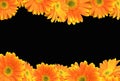 Orange Gerbera Daisy on Black Background Royalty Free Stock Photo