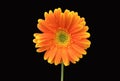 Orange Gerbera Daisy on Black Background Royalty Free Stock Photo