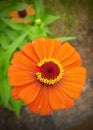 Gerbera Daisy of orange colour blooming in a park. Royalty Free Stock Photo