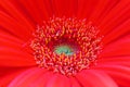 Orange gerbera daisy eye, horizontal orientation Royalty Free Stock Photo