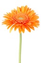 Orange gerbera daisy flower Royalty Free Stock Photo