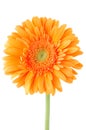 Orange gerbera daisy flower Royalty Free Stock Photo