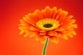 Orange gerbera daisy flower Royalty Free Stock Photo