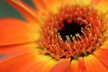 Orange Gerbera daisy flower with black eye and yellow stamens close-up Royalty Free Stock Photo