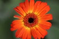 Orange Gerbera daisy flower with black eye and yellow stamens on green Royalty Free Stock Photo