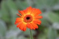 Orange Gerbera daisy flower with black eye and yellow stamens on green stem Royalty Free Stock Photo