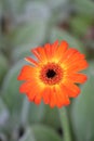 Orange Gerbera daisy flower with black eye and yellow stamens on green stem, vertical Royalty Free Stock Photo