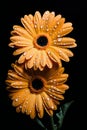 Orange Gerbera daisy flower on black background Royalty Free Stock Photo