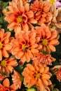 Orange Gerbera daisy flower blossoms with honey bee collecting pollen Royalty Free Stock Photo