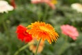 Orange gerbera daisy flower on blur green leaves and colorful flowers background. Royalty Free Stock Photo