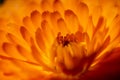 Orange Gerbera Daisy Flower Closeup Macro Royalty Free Stock Photo