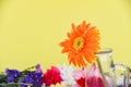 Orange gerbera daisy flower in glass jar on colorful flowers spring summer blooming Royalty Free Stock Photo