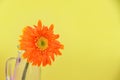 Orange gerbera daisy flower in glass jar composition on yellow background beautiful Royalty Free Stock Photo