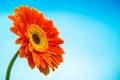 Orange gerbera daisy flower isolated on blue background Royalty Free Stock Photo