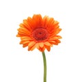 Orange gerbera daisy flower isolated on a white background Royalty Free Stock Photo