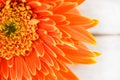 Orange gerbera daisy flower spring summer blooming beautiful composition on white wooden background Royalty Free Stock Photo