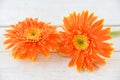 Orange gerbera daisy flower spring summer blooming beautiful Royalty Free Stock Photo