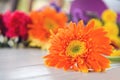Orange gerbera daisy flower spring summer blooming beautiful on white wooden colorful flowers background Royalty Free Stock Photo