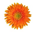 Orange gerbera daisy flower top view isolated on white background, path Royalty Free Stock Photo