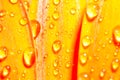 Orange gerbera daisy flower with water drops Royalty Free Stock Photo