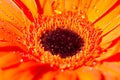 Orange gerbera daisy flower with water drops Royalty Free Stock Photo