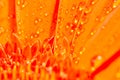 Orange gerbera daisy flower with water drops Royalty Free Stock Photo