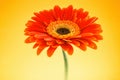 Orange gerbera daisy flower on yellow background Royalty Free Stock Photo