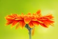 Orange gerbera daisy flower on yellow background Royalty Free Stock Photo