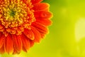 Orange gerbera daisy flower on yellow background Royalty Free Stock Photo